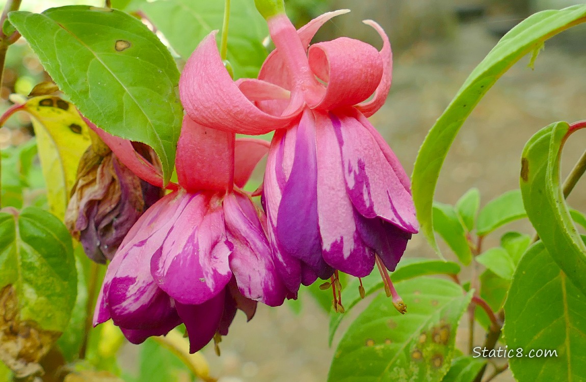 Pink and purple Fuchsia blooms hanging from the plant