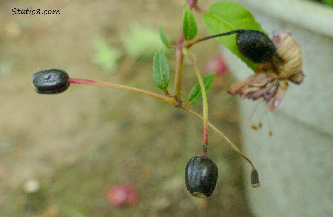 Fuchsia seeds, on the plant, the white pot in the background