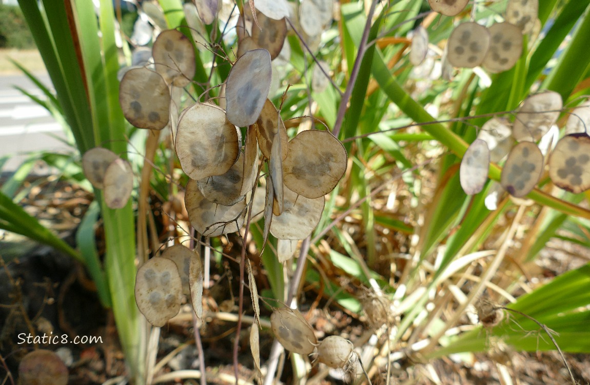 Silver Dollar plant seed pods hanging from the dead plant