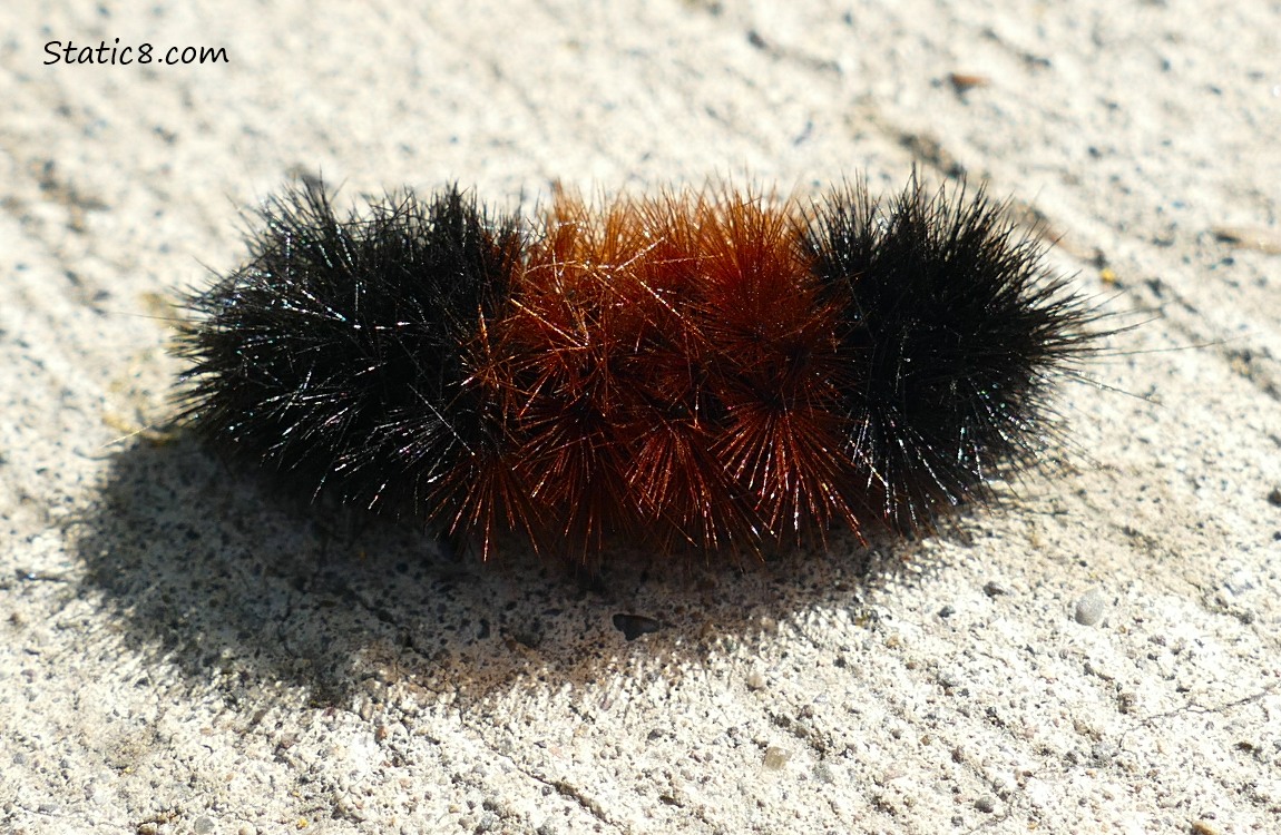 Woolly Bear Caterpillar on the bike path