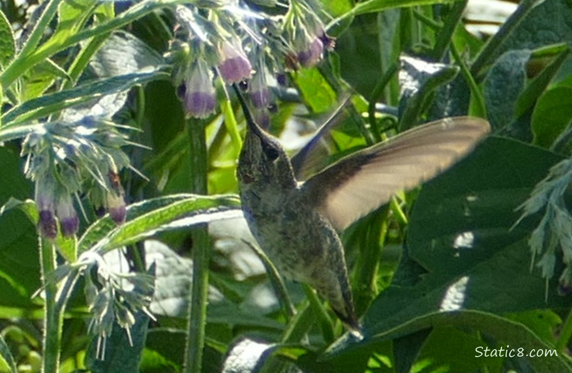 Anna Hummingbird at a Comfrey bush