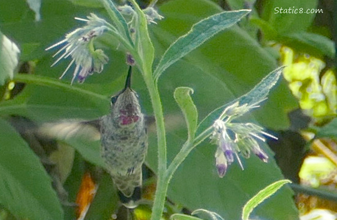 Anna Hummingbird at a Comfrey bush