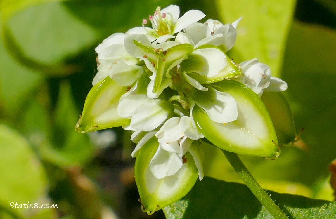 Buckwheat seed head with green seeds