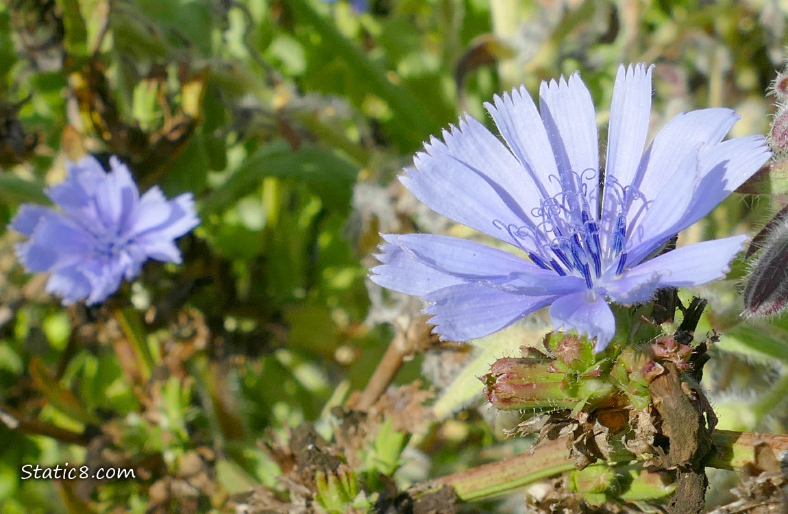 Chicory bloom