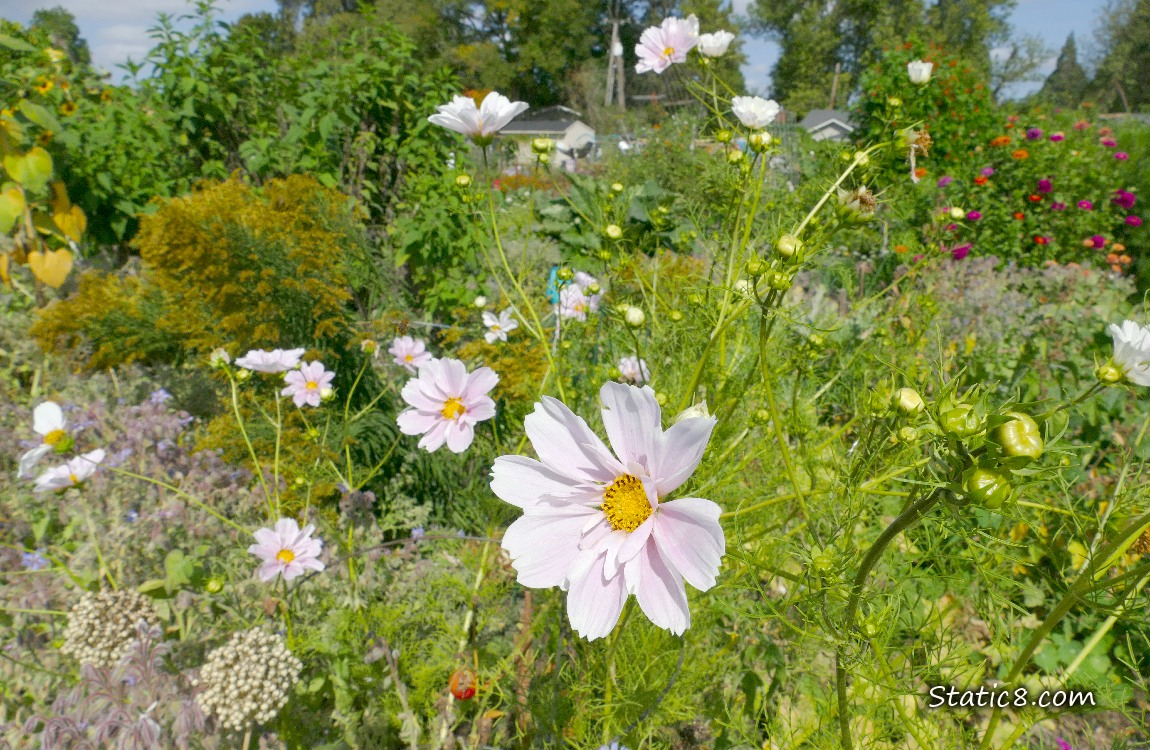 Pale pink Cosmos blooms in a garden