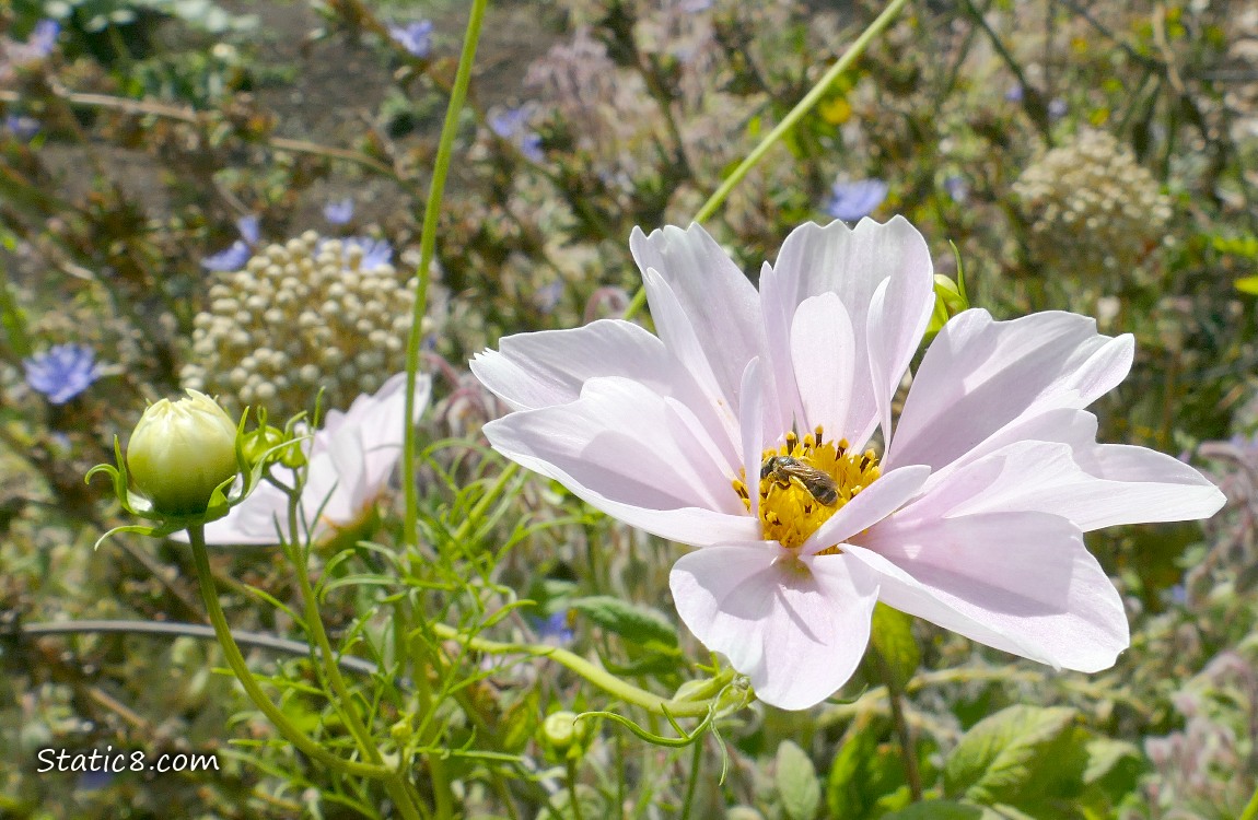 Bee in a pale pink Cosmos bloom with chicory blooms in the background