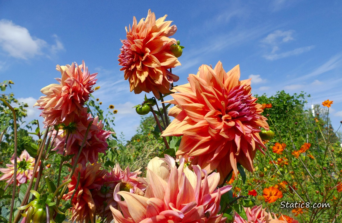 Orange Dahlia blooms in front of blue sky