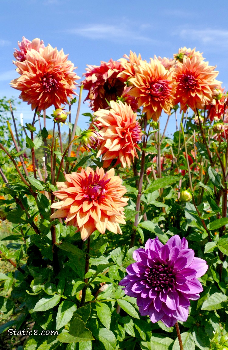 Orange Dahlia blooms, over a single purple bloom, under a blue sky