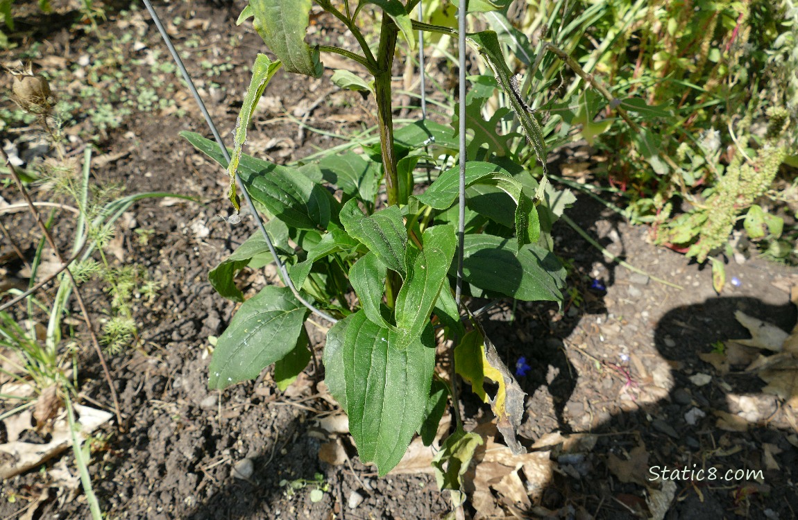 Echinacea leaves growing from the dirt