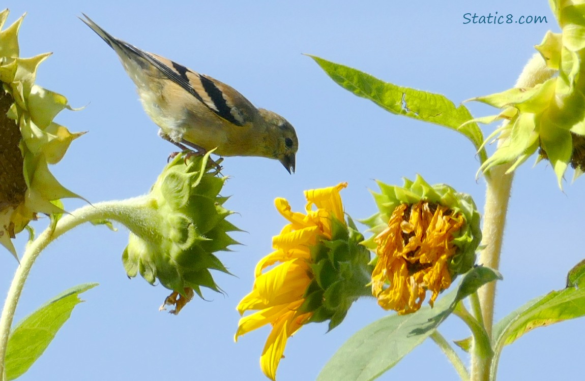 Goldfinch reaching towards a sunflower bloom