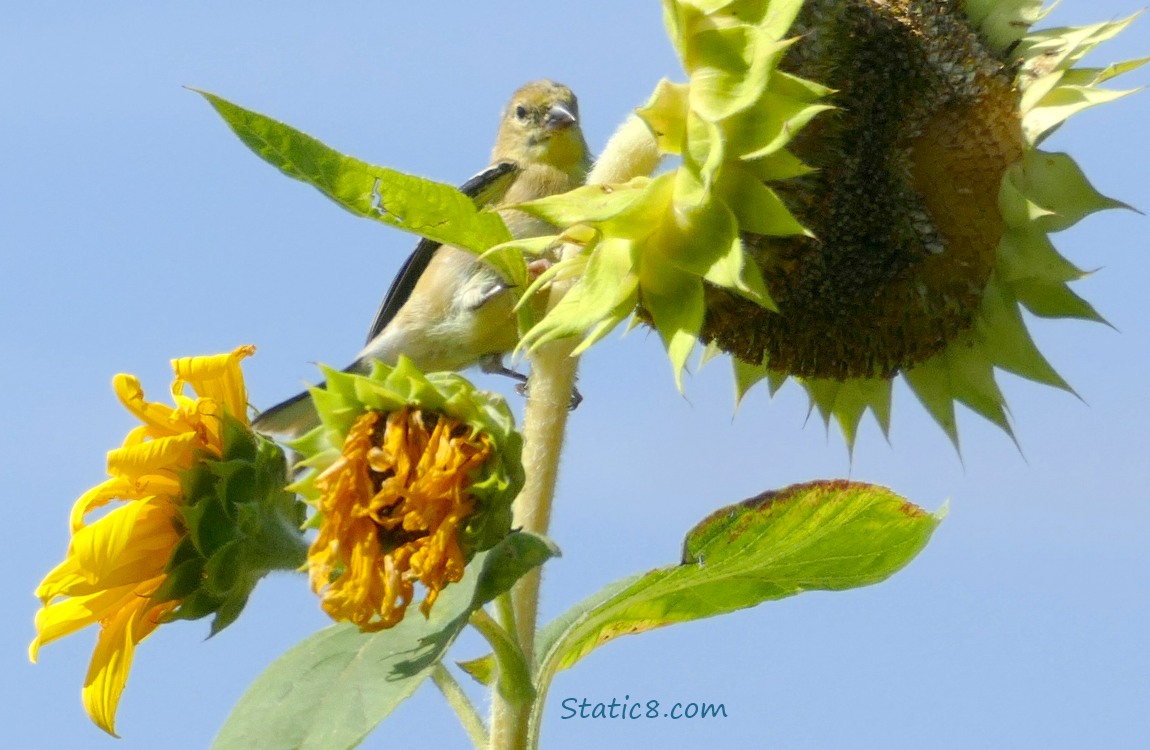 Goldfinch standing behind a sunflower bloom