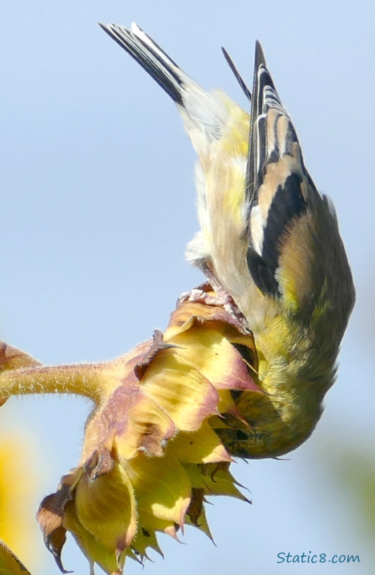 Goldfinch standing upside down, getting a seed out of a Sunflower seed head