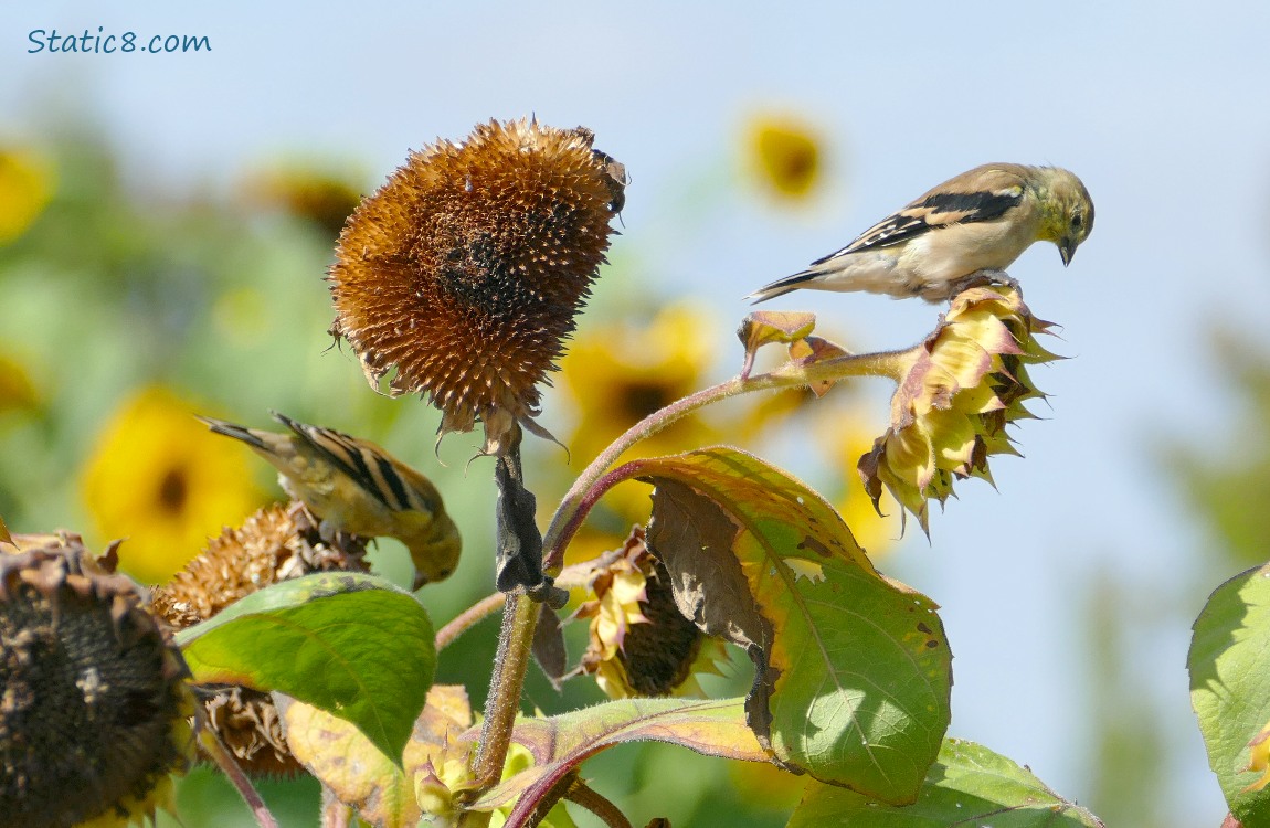 Goldfinchs standing on sunflower seed heads