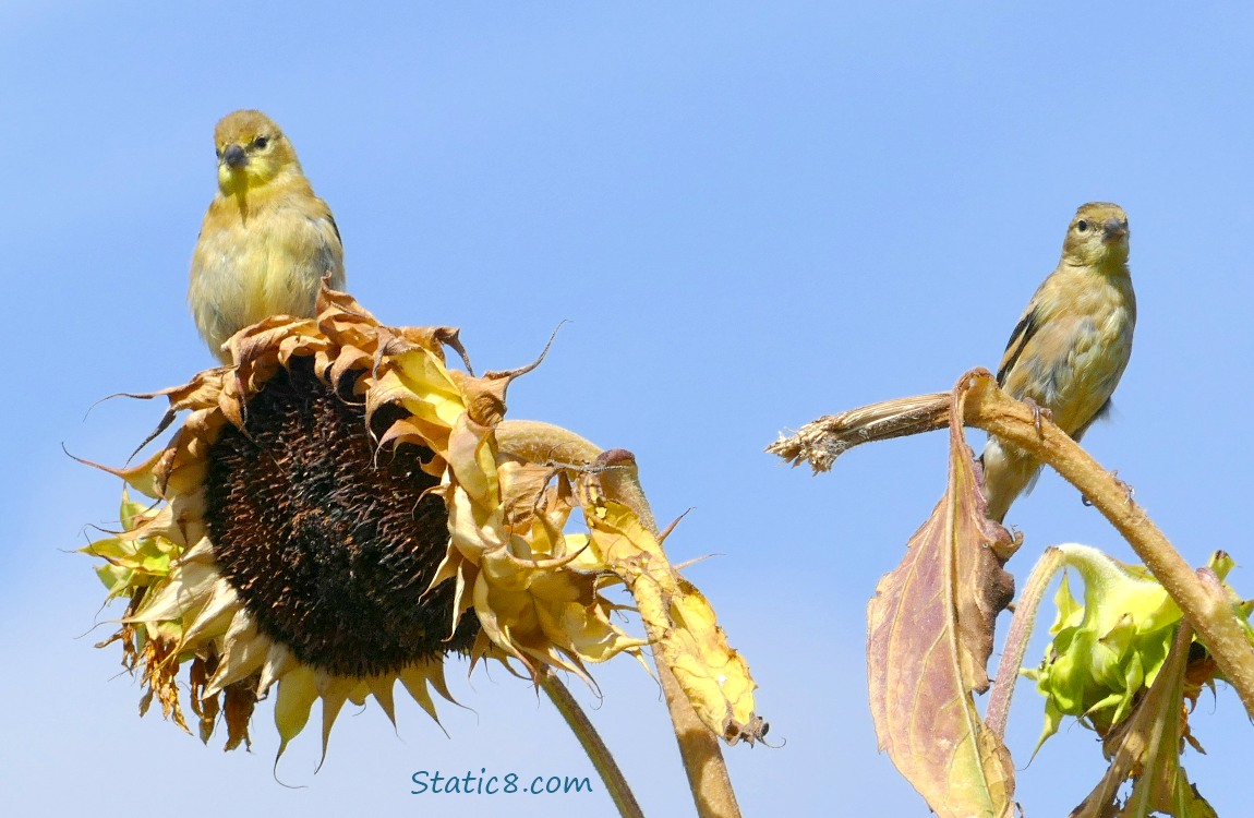 Goldfinchs standing on sunflower seed head and stalk