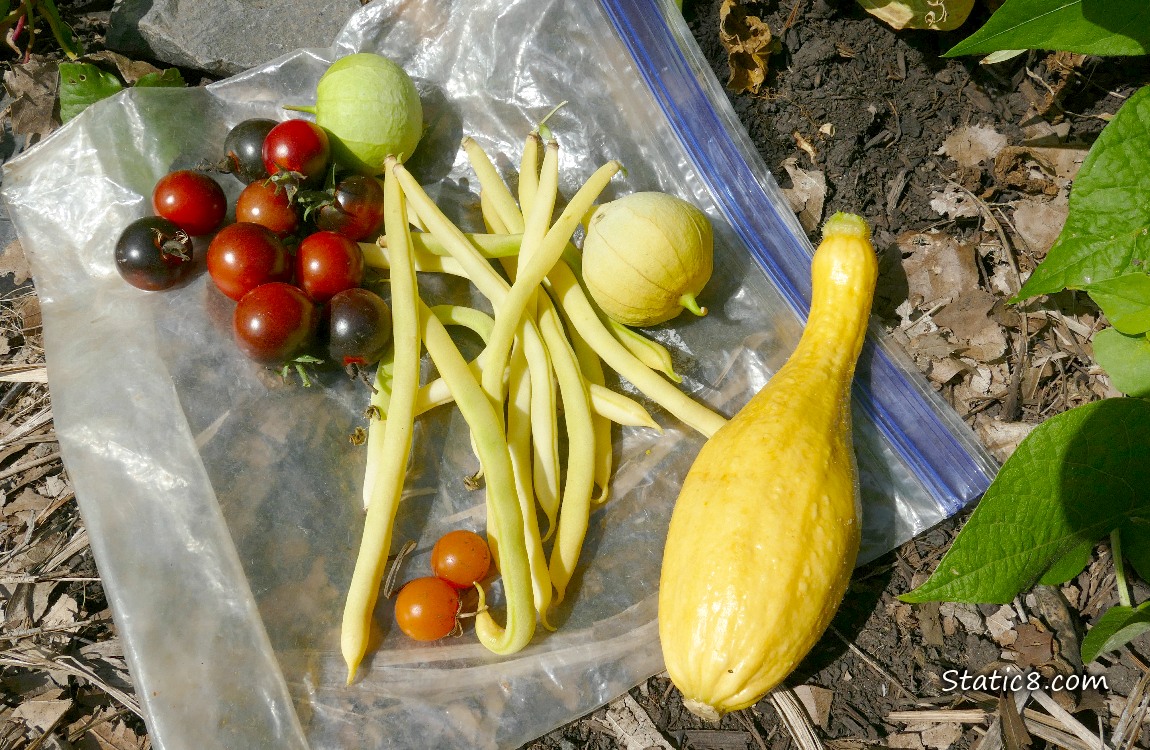 Harvested veggie on a ziplock on the ground
