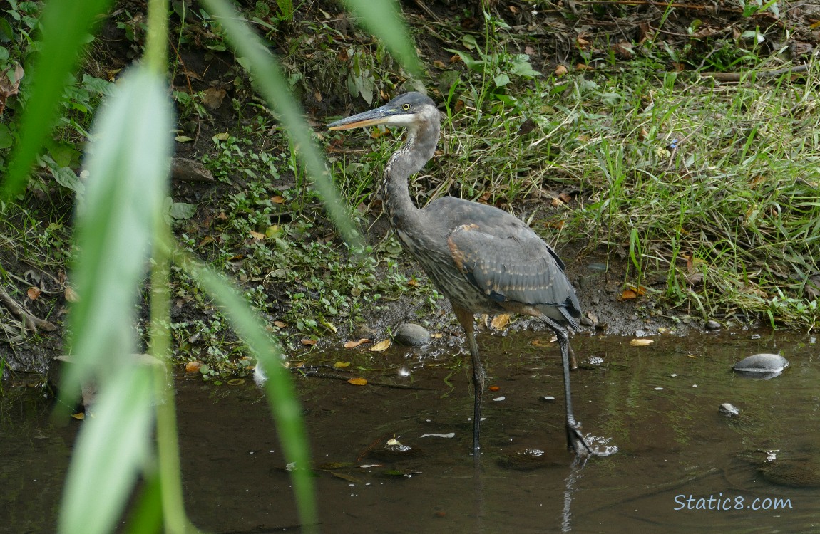 Great Blue Heron walking in shallow water near the bank