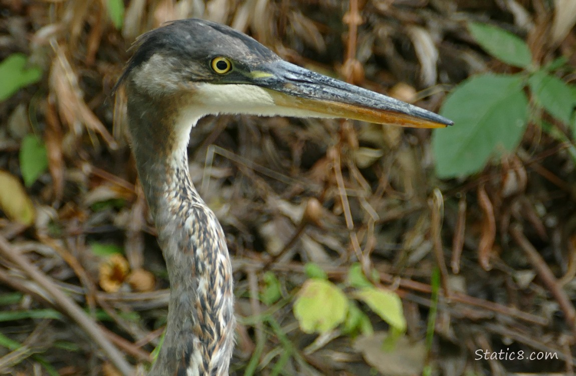 Close up of the face of a Great Blue Heron