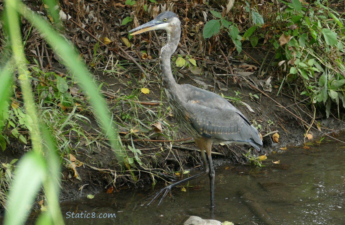 Great Blue Heron walking in shallow water near the bank