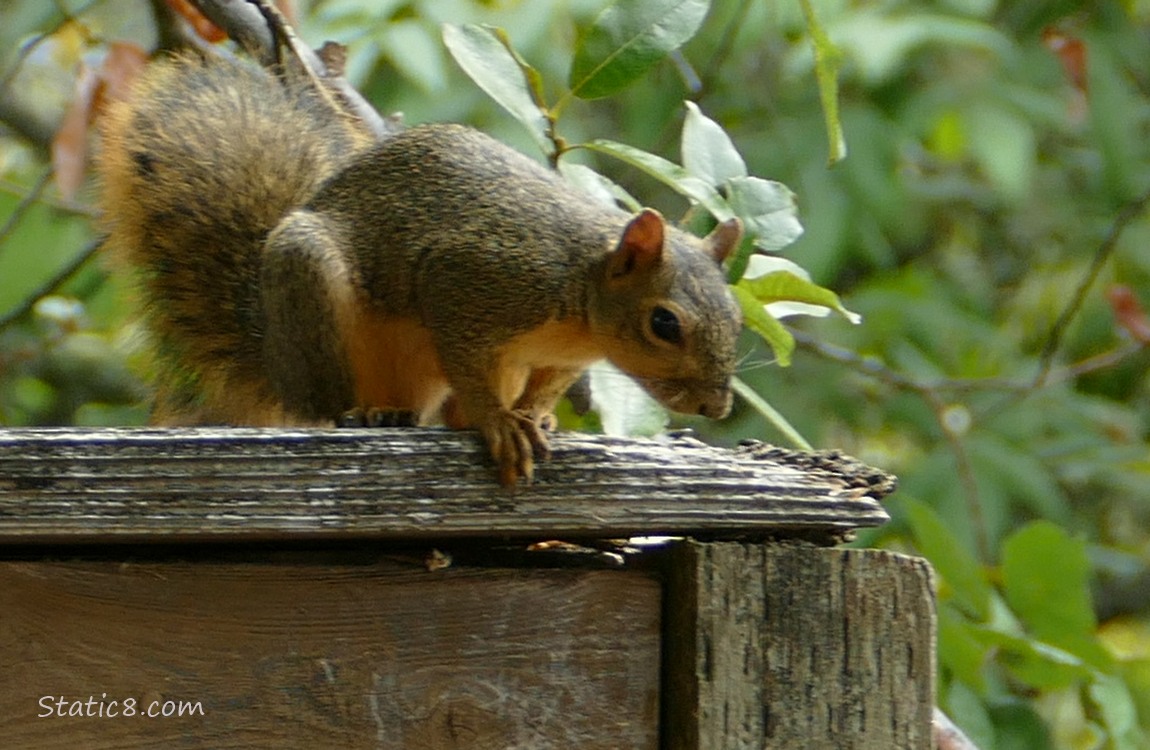 Squirrel sending at the top of the wood fence