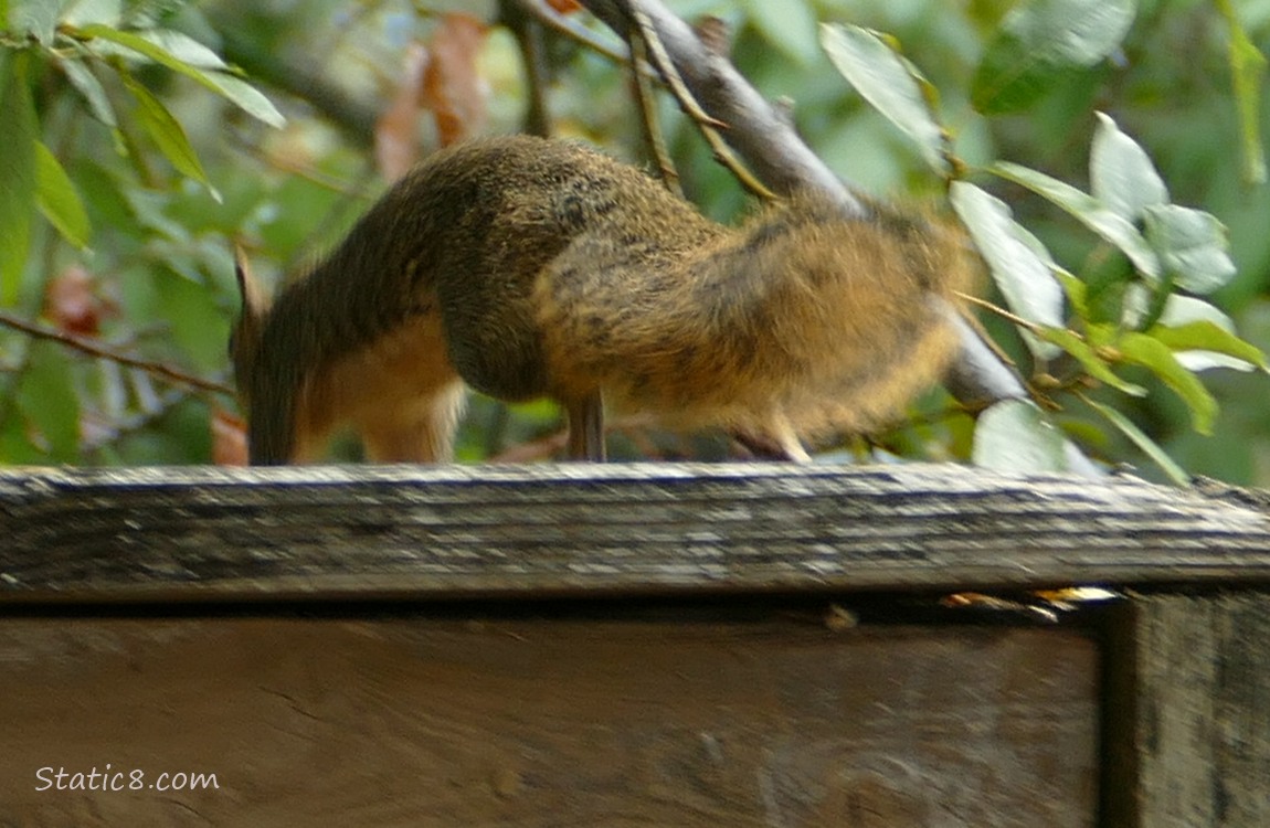 Squirrel running away