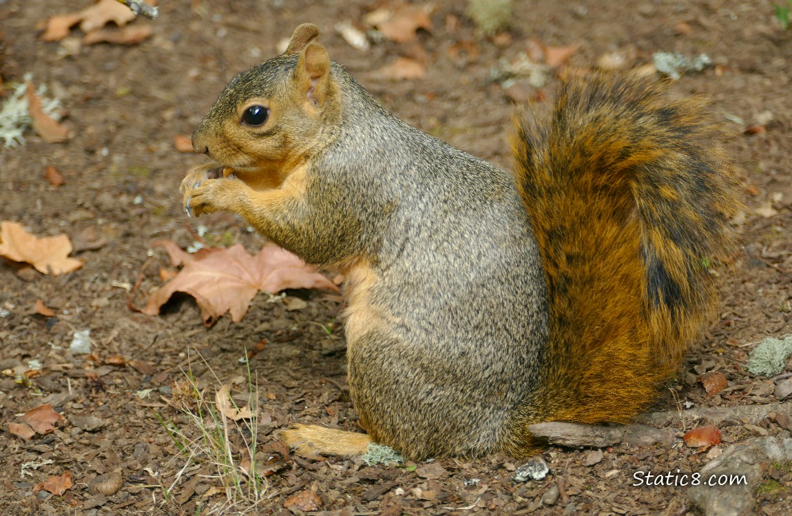 Squirrel sitting on the ground eating a nut