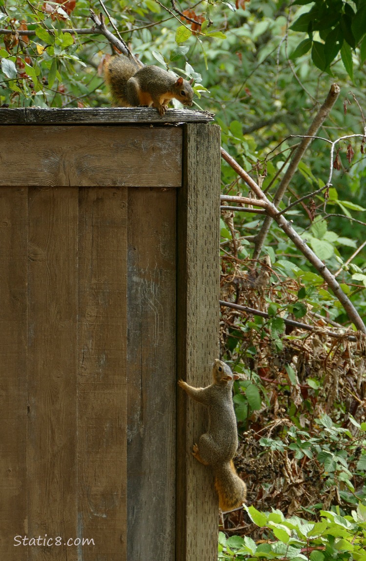 Two squirrels, one at the top of a wood fence, one below, climbing up