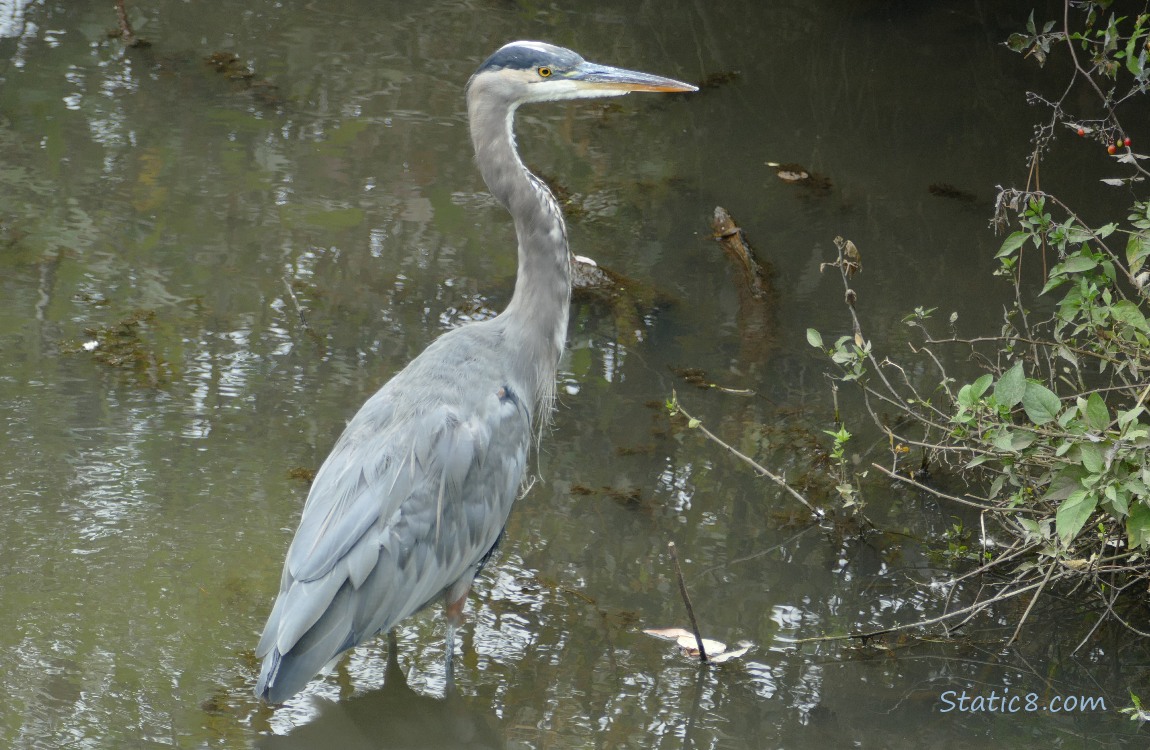 Great Blue Heron standing in shallow water