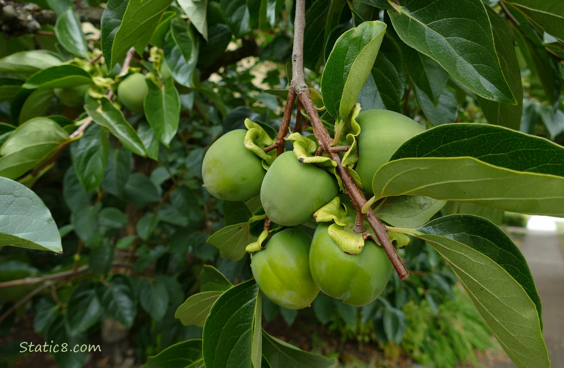 Green Persimmon fruits on the tree
