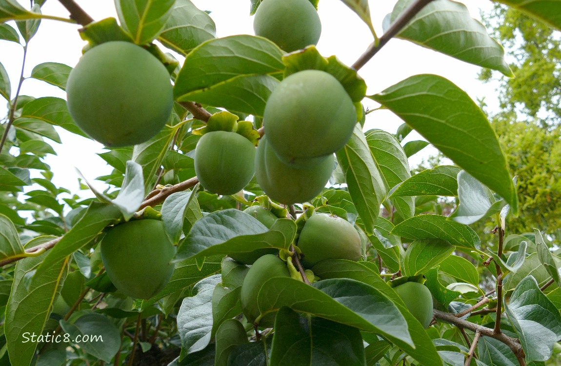 Green Persimmon fruits on the tree