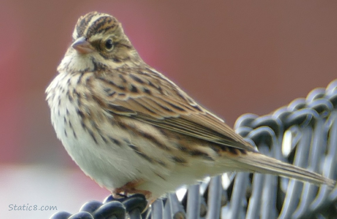 Savannah Sparrow standing on a chain link fence