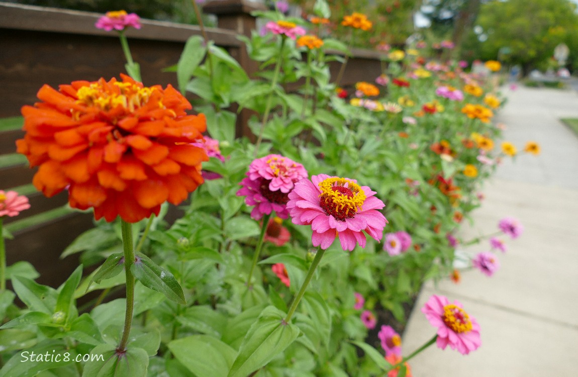 Zinnia plants and blooms next to a sidewalk