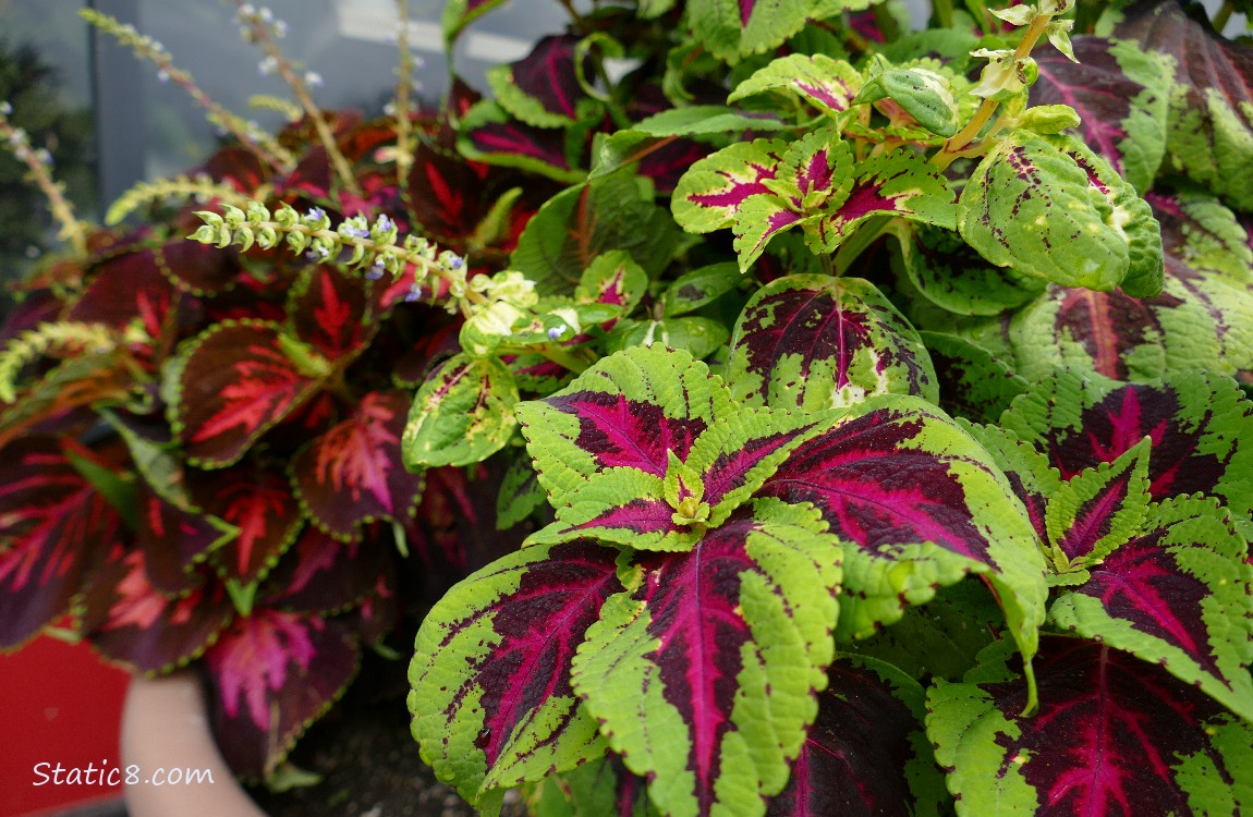 Green and red leaves of Coleus