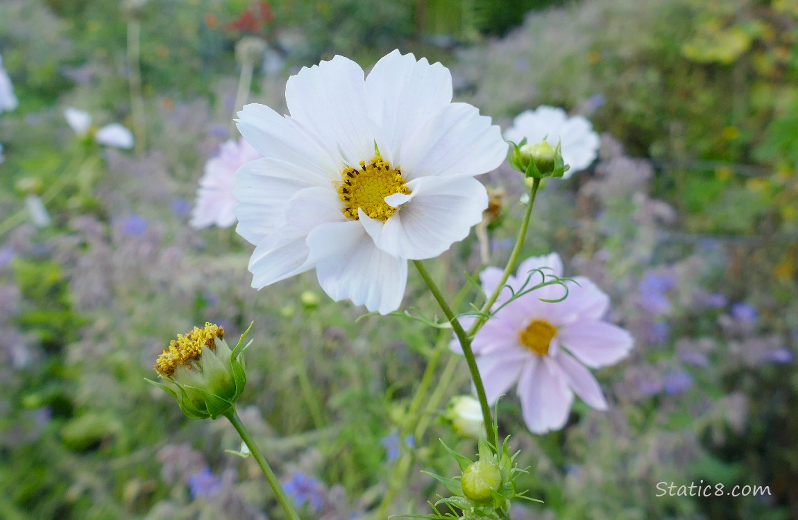 white and pink Cosmos blooms in a garden