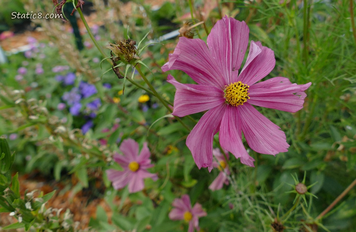 Dusty rose coloured Cosmos, with other flowers behind it