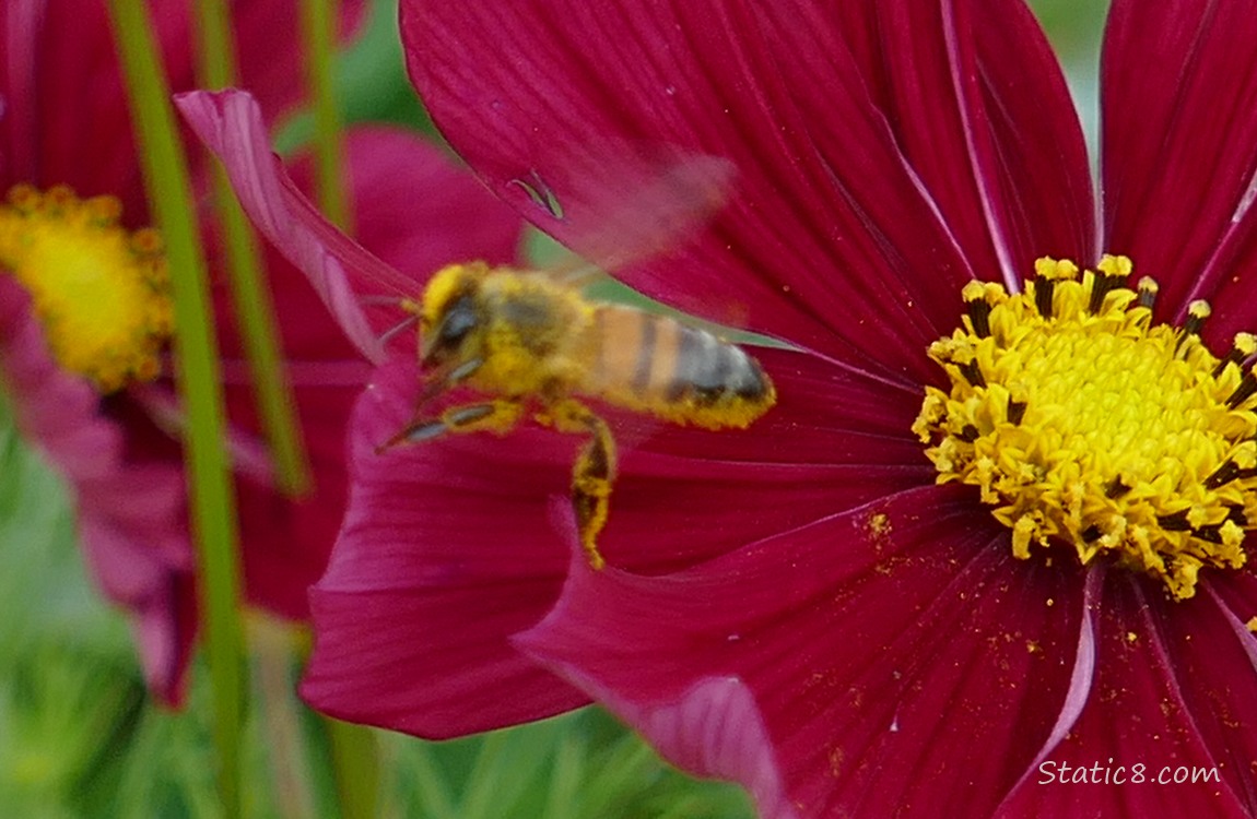Honey Bee flying away from a dark pink Cosmos bloom