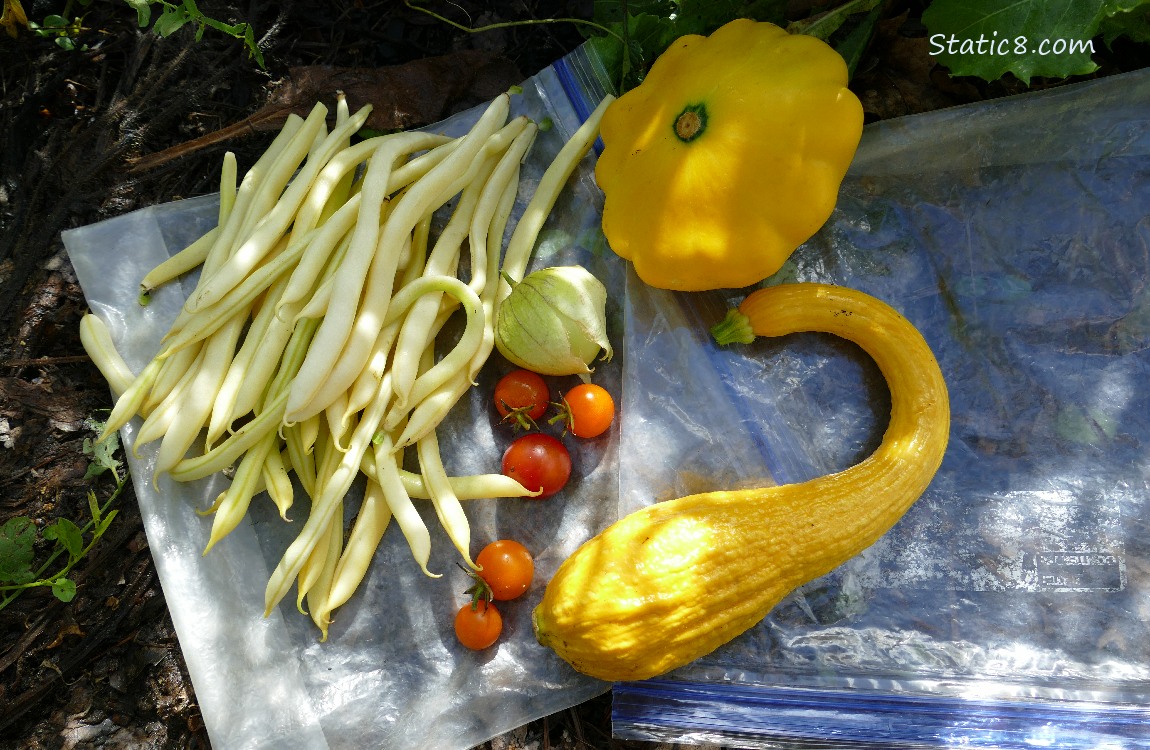 Harvested veggies on ziplocks on the ground