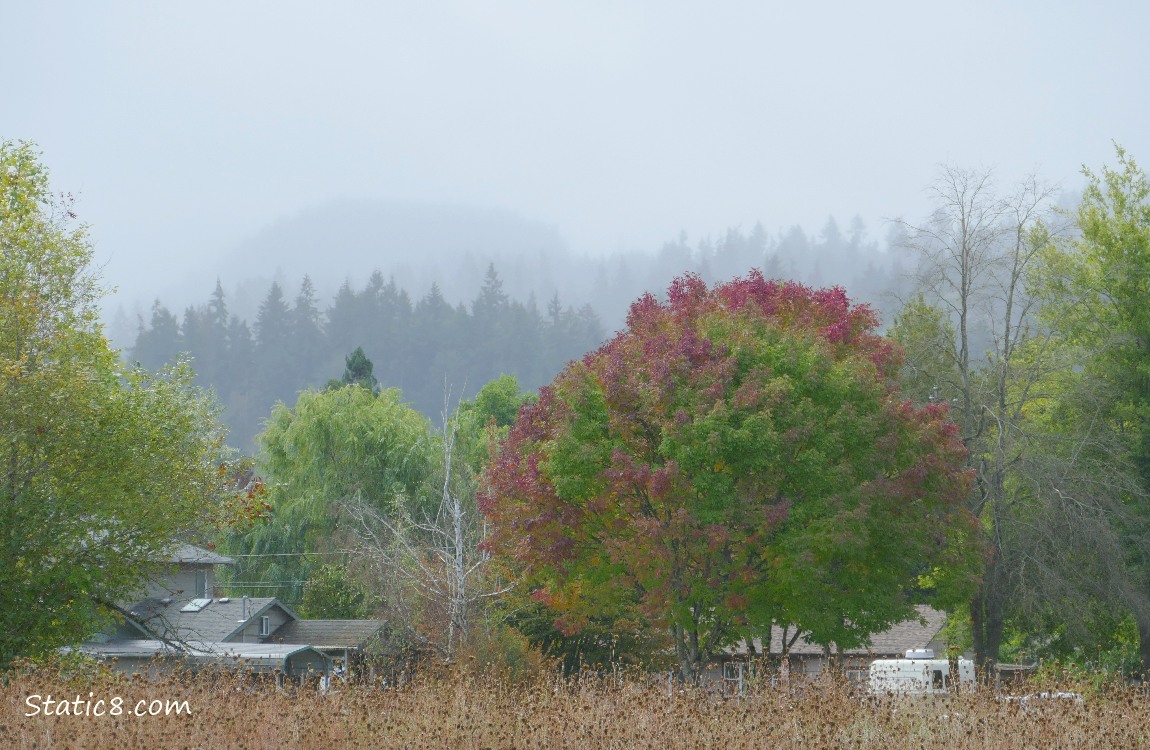 Autumn trees with Douglas Firs on the hill in the distance