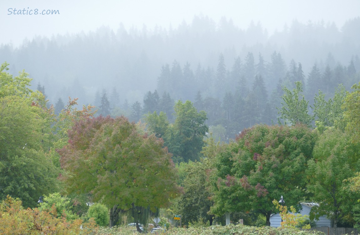 Autumn trees with Douglas Firs on the hill in the distance