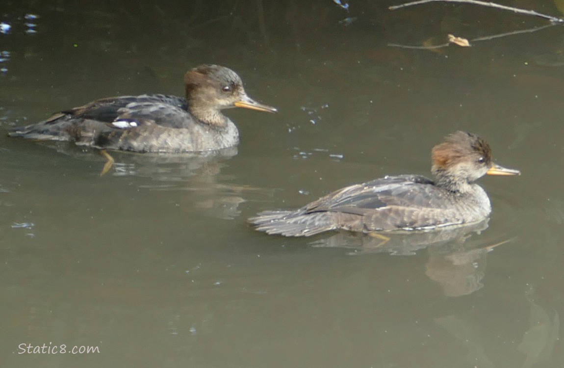 Two Hooded Mergansers paddling on the water