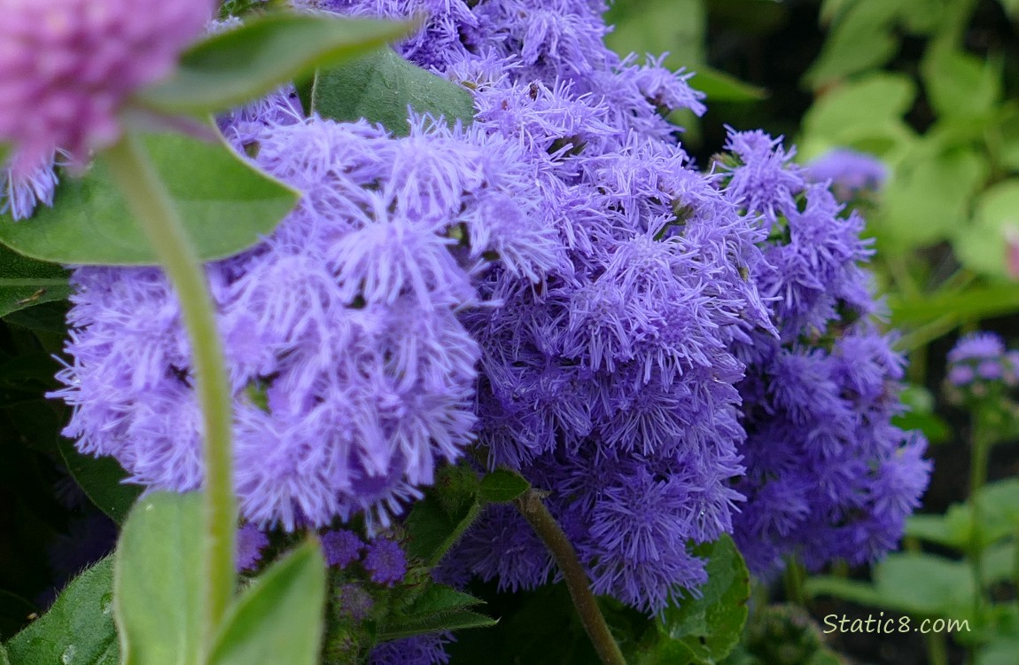 Close up of Purple flower