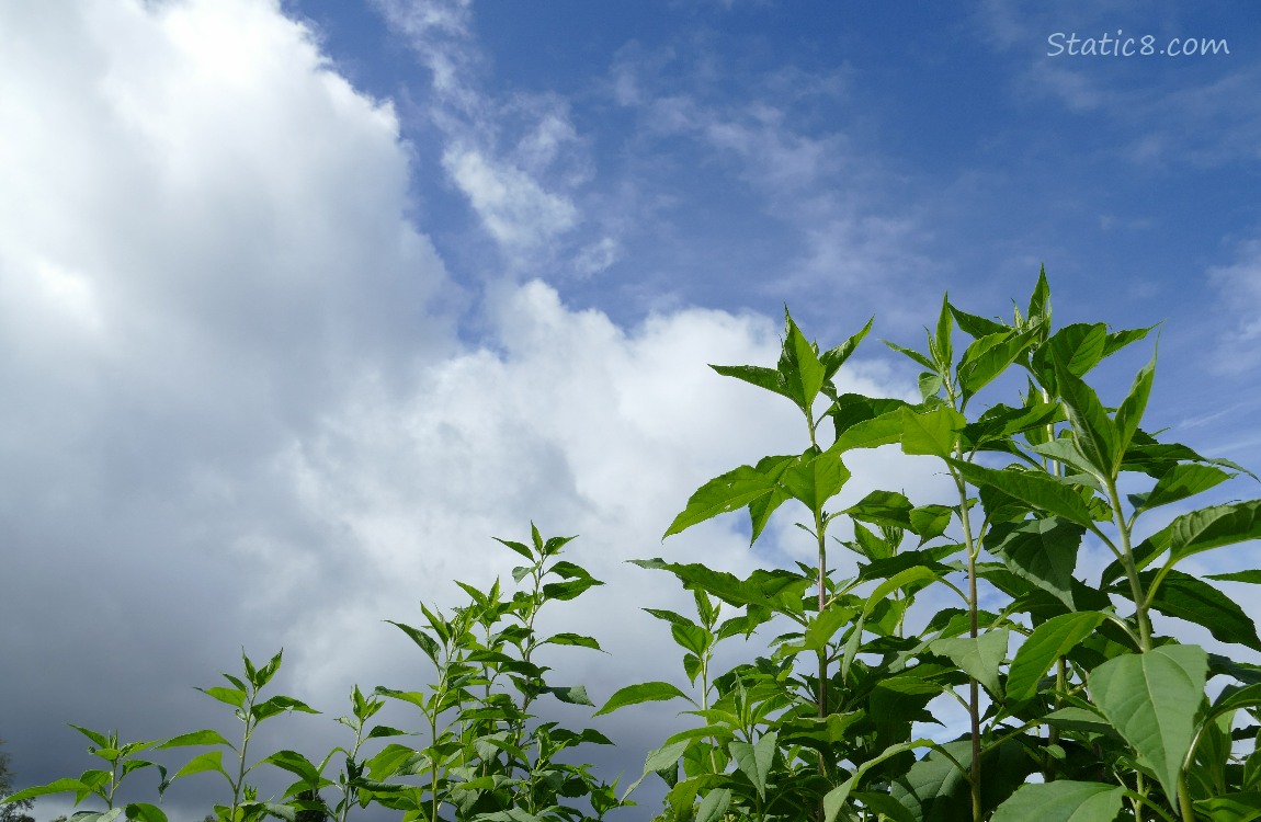 Tops of the Sunroot plants with blue sky and clouds behind