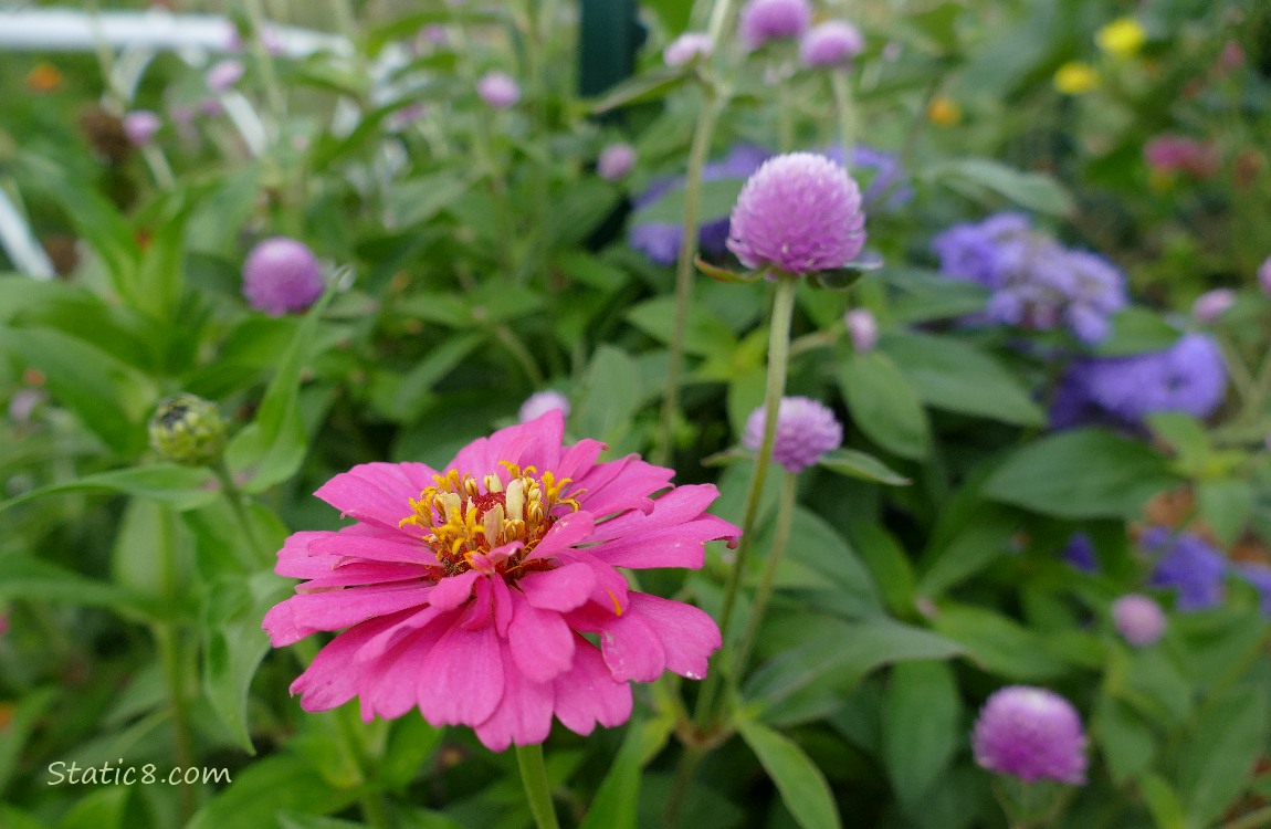 Pink Zinnia bloom with other flowers behind it