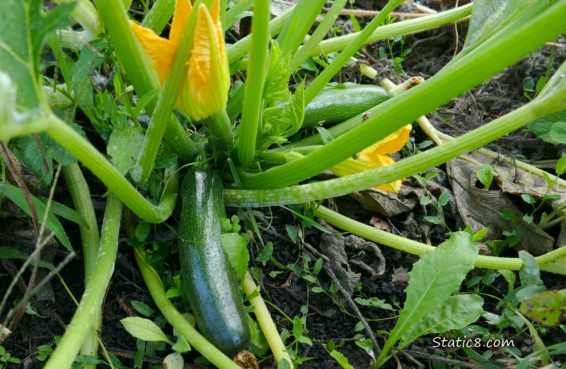 Looking down at a zuchinni plant with fruits and a flower