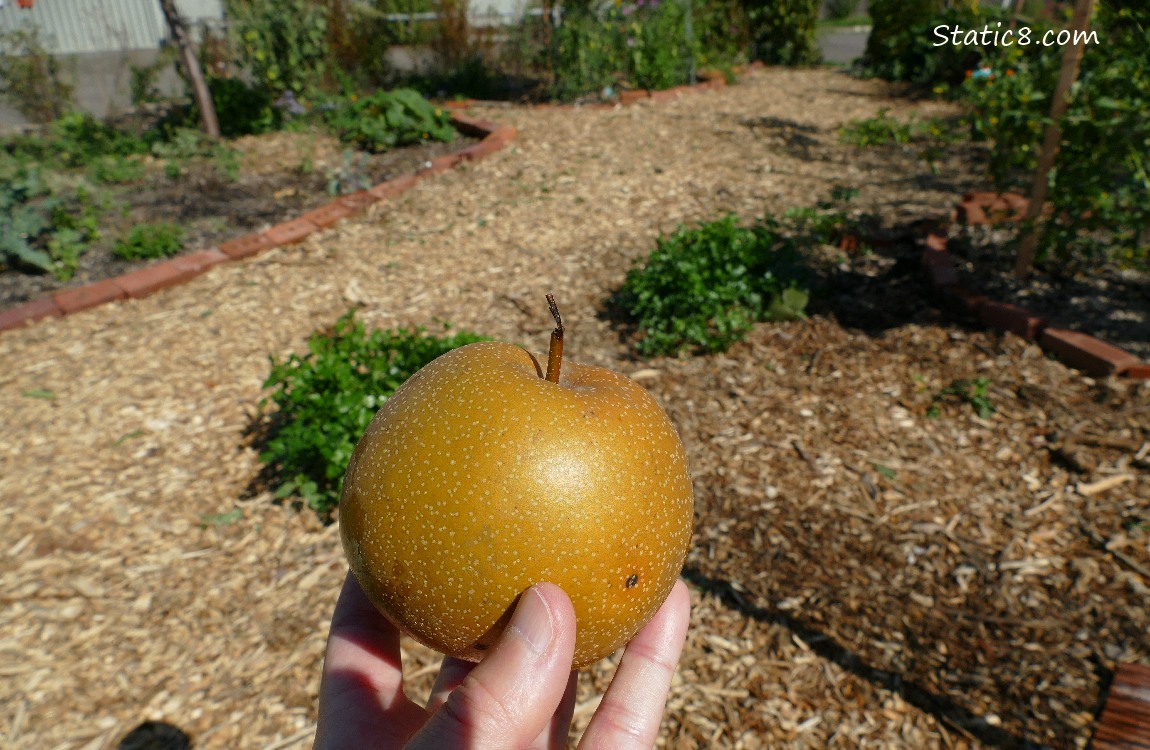 Hand holding an apple, wood chip paths of a garden in the background