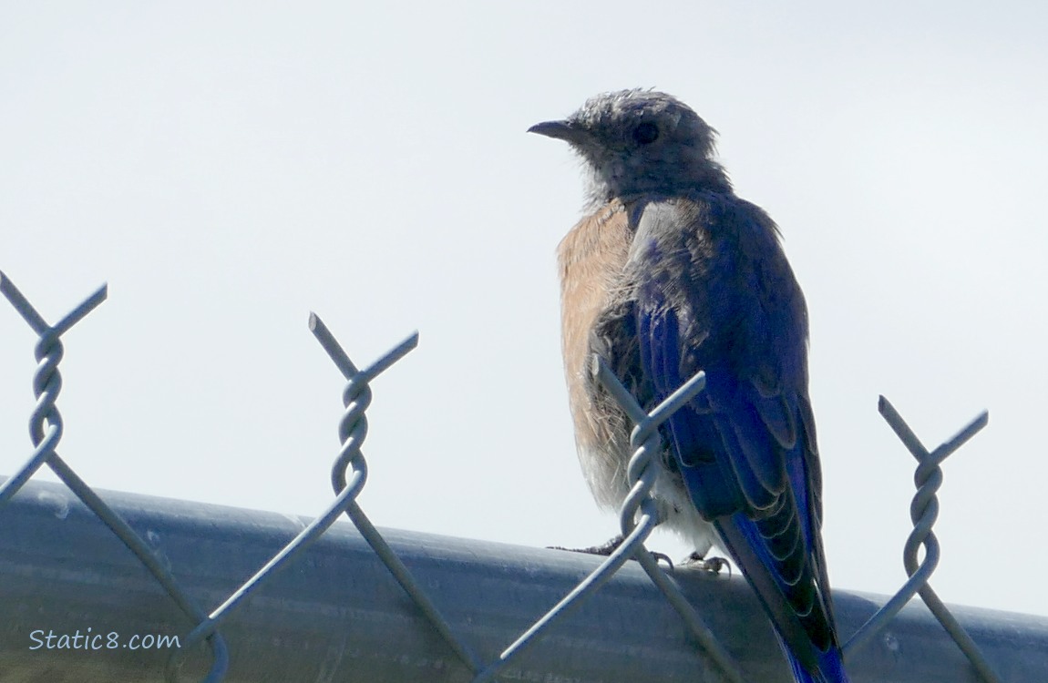 Female Bluebird standing on a chain link fence