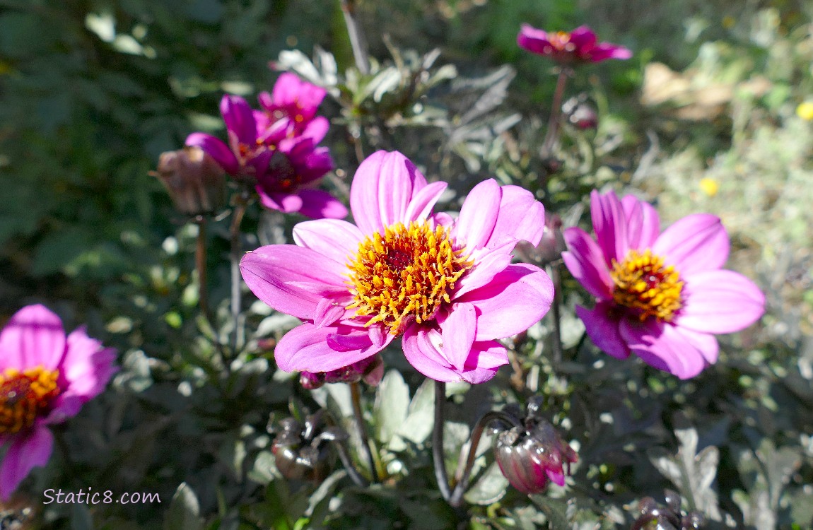 Purple Dahlia blooms