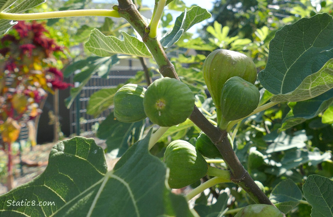 Fig fruits ripening on the bush