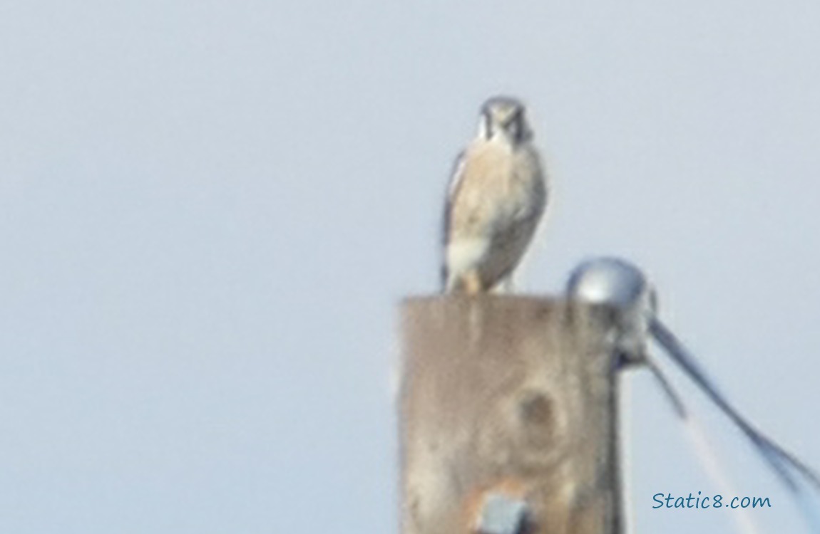 Blurry Kestrel standing on a pole