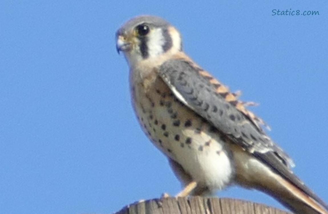 Kestrel standing on a pole, blue sky behind