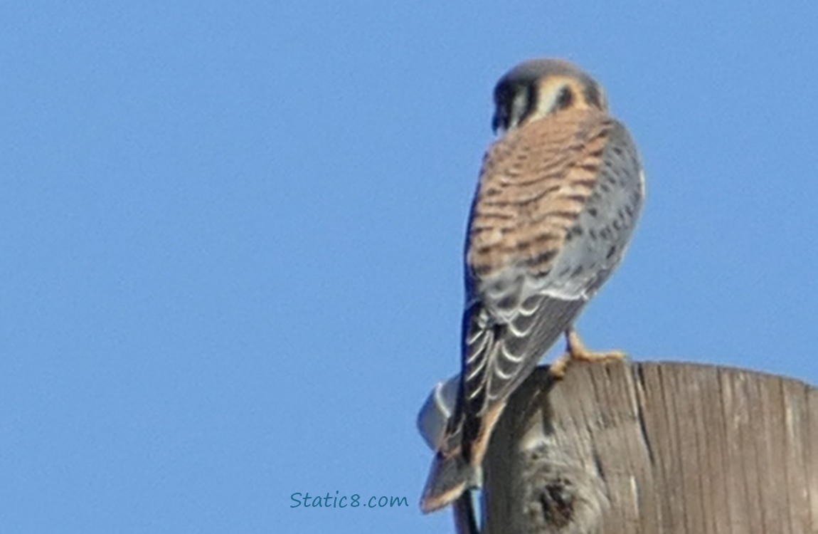 Kestrel standing on a pole, looking away